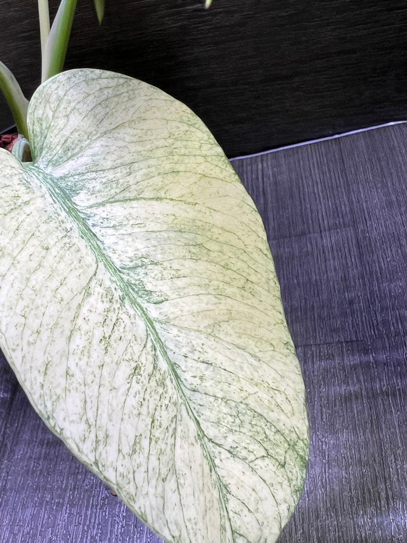 モンステラデリシオーサ　バラエティ　ボルシギアナ ホワイトミント（フルミント）