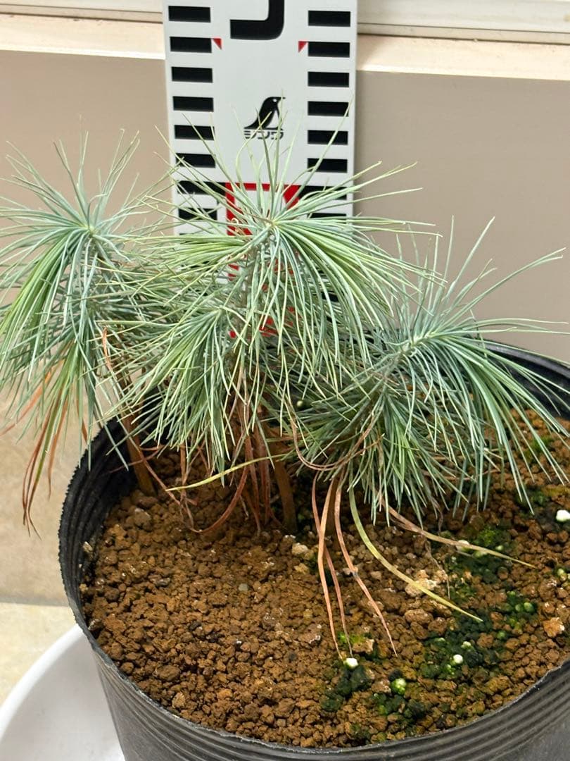 マルチネスピニョンマツ　6株