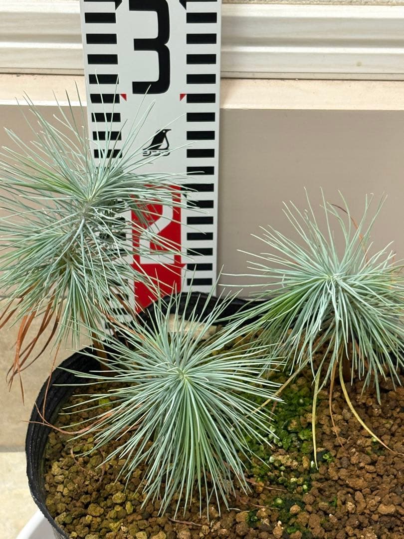 マルチネスピニョンマツ　6株