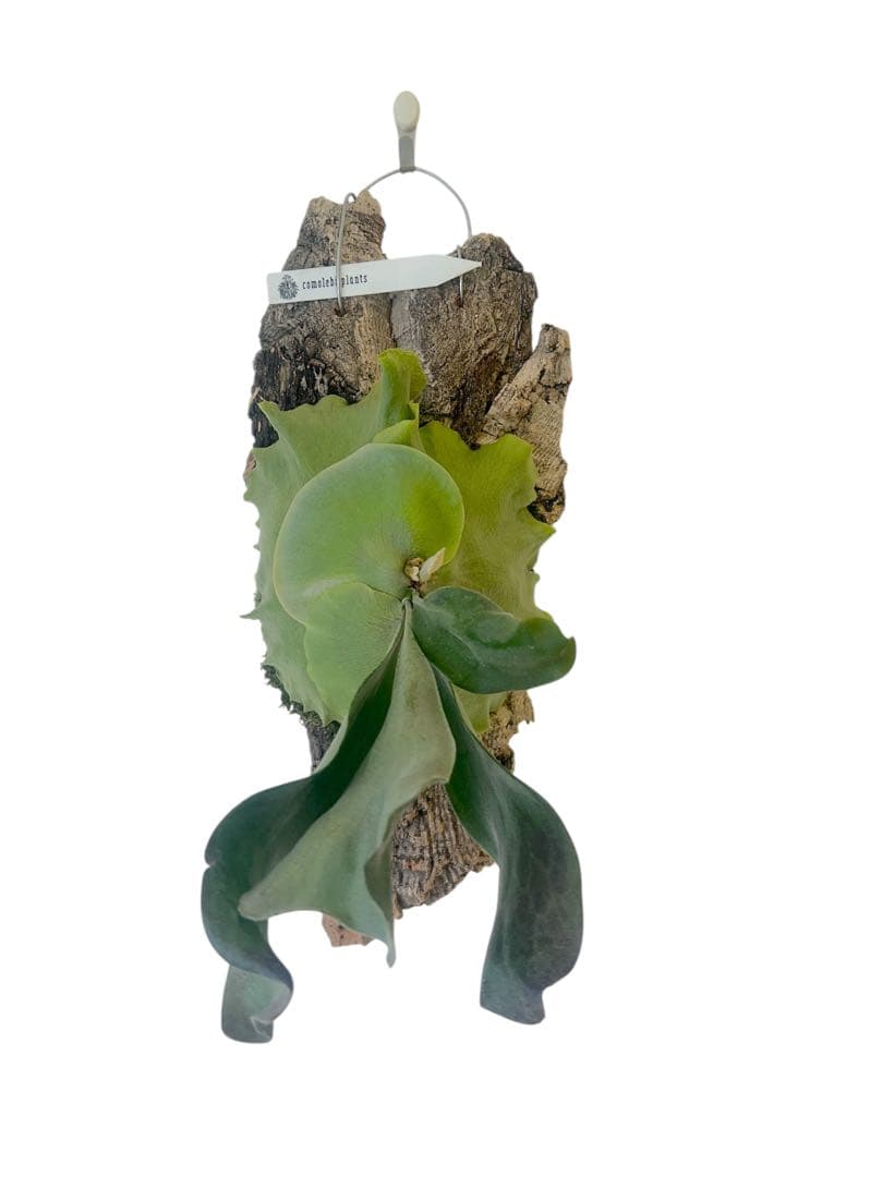 コウモリラン　ビカクシダ　サタヒップ　P.Hillii sattahip OC