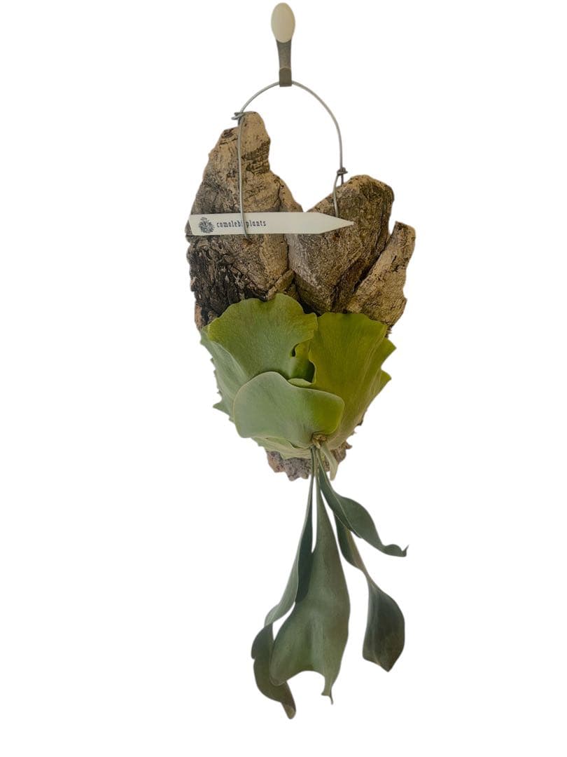 コウモリラン　ビカクシダ　サタヒップ　P.Hillii sattahip OC