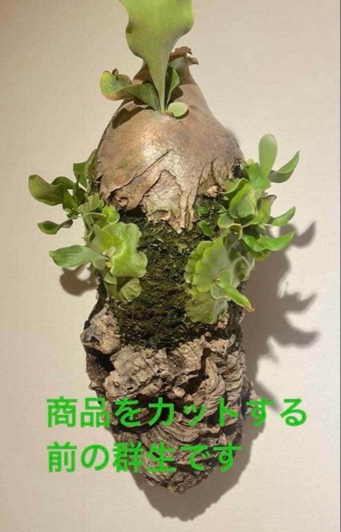 コウモリラン　ビカクシダ　サタヒップ　P.Hillii sattahip OC