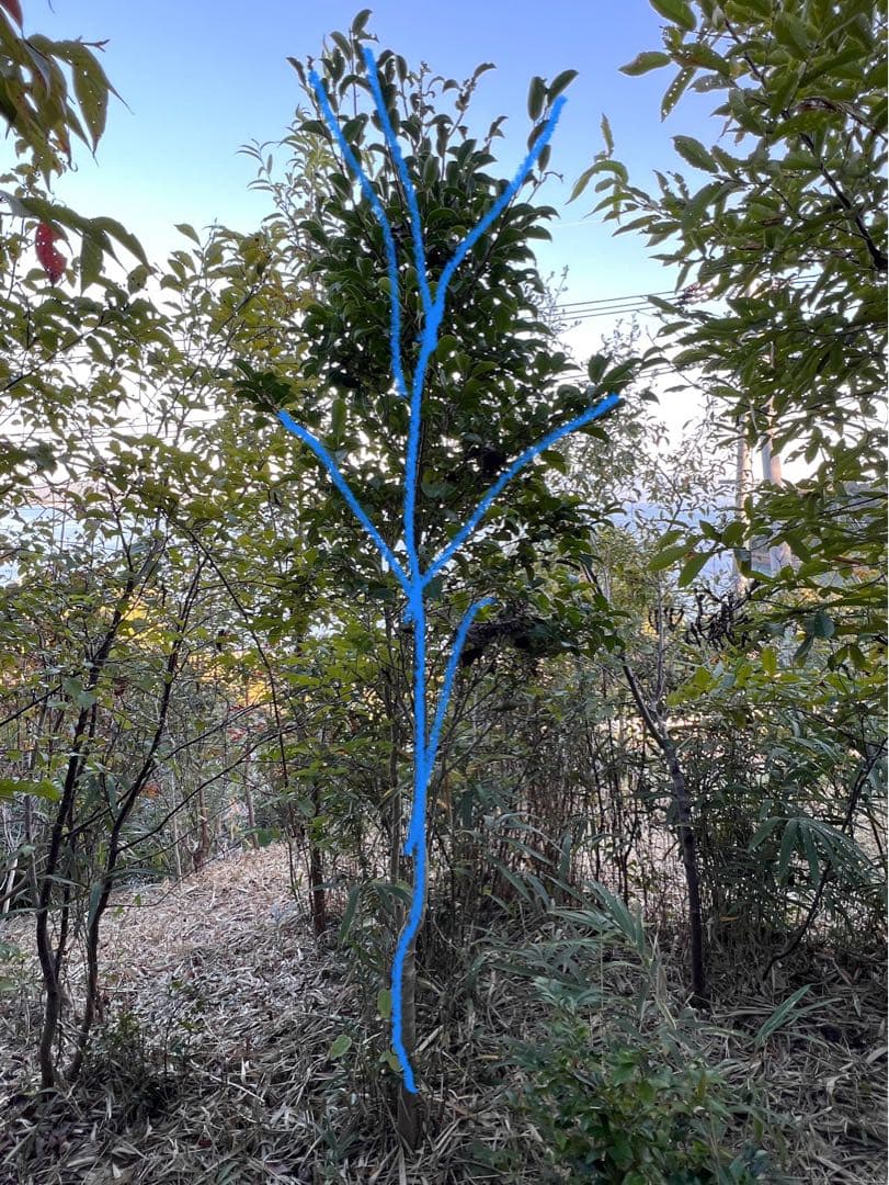 現品　良品　ネズミモチ　特大苗　2.2mほど　山採り