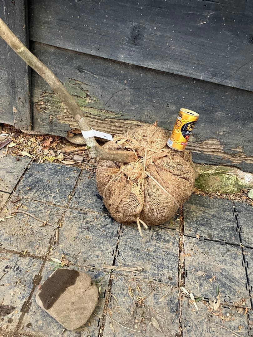 70 山採り　ミツバツツジ