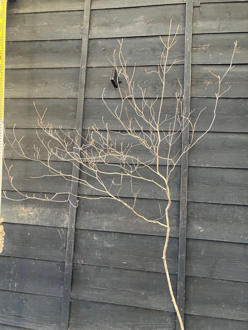 70 山採り　ミツバツツジ