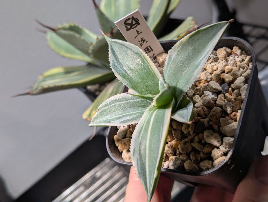 アガベ「パリー トランカータ オリザバ」発根活着済