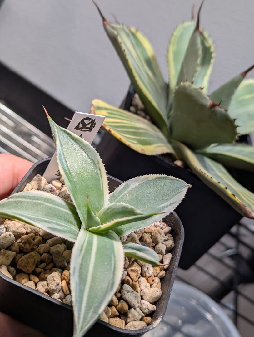 アガベ「パリー トランカータ オリザバ」発根活着済