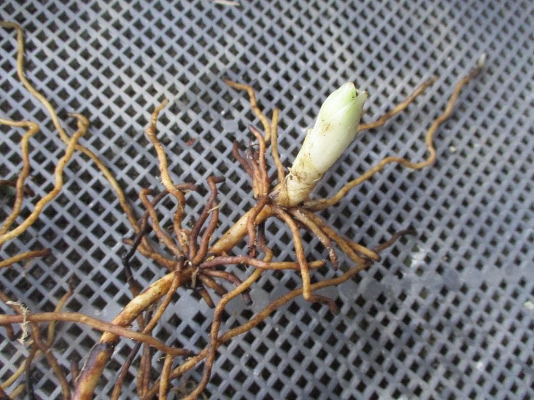 山野草、日本クマガイソウ純白（素心）大の花芽1芽付き