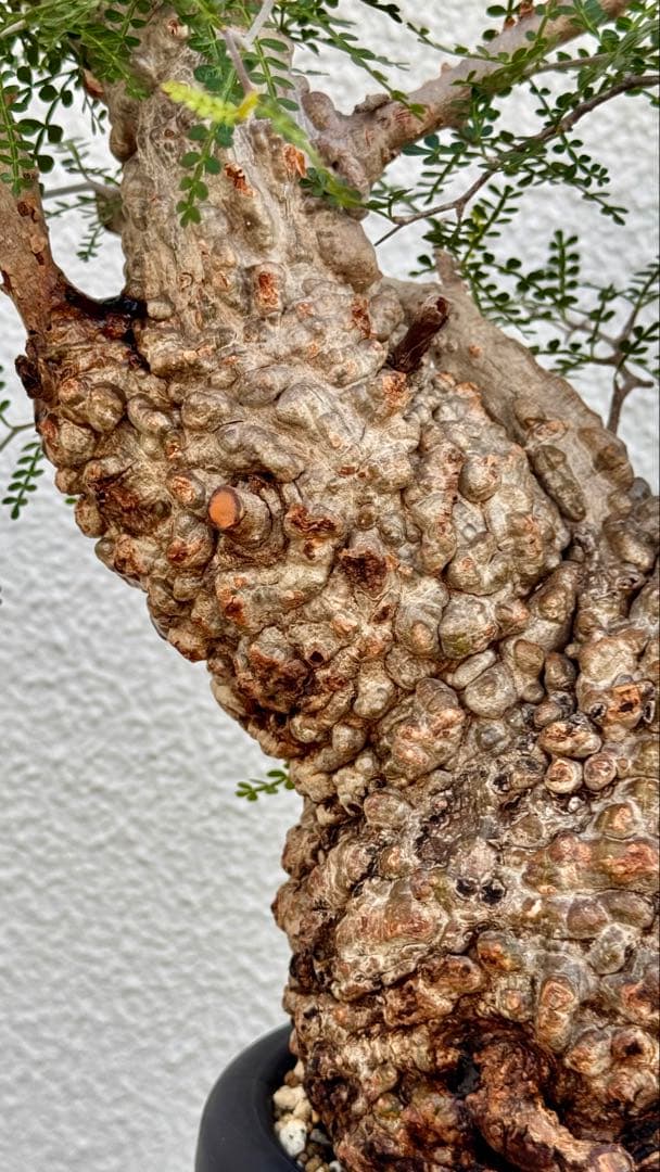 オペルクリカリア　パキプス　発根済み　パツパツ　かなりのボコ肌　重量も凄い