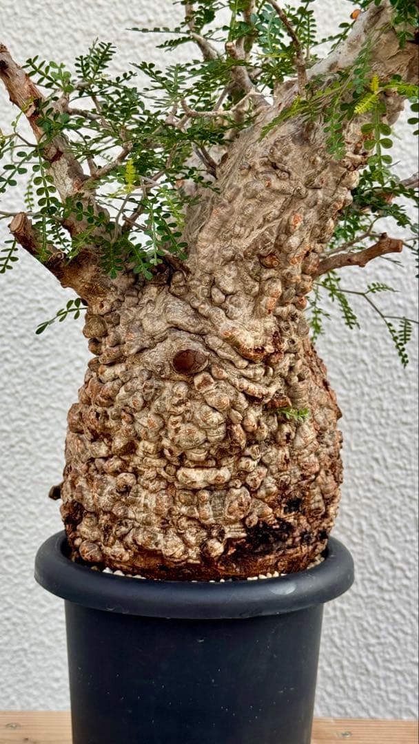 オペルクリカリア　パキプス　発根済み　パツパツ　かなりのボコ肌　重量も凄い