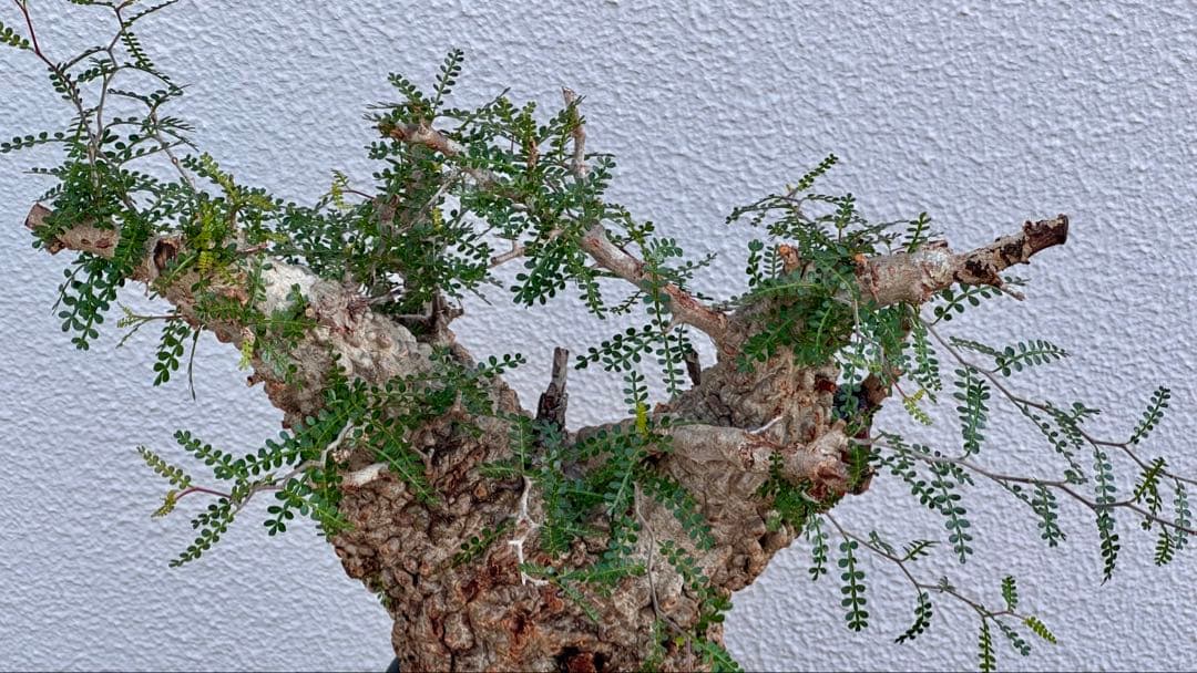 オペルクリカリア　パキプス　発根済み　パツパツ　かなりのボコ肌　重量も凄い