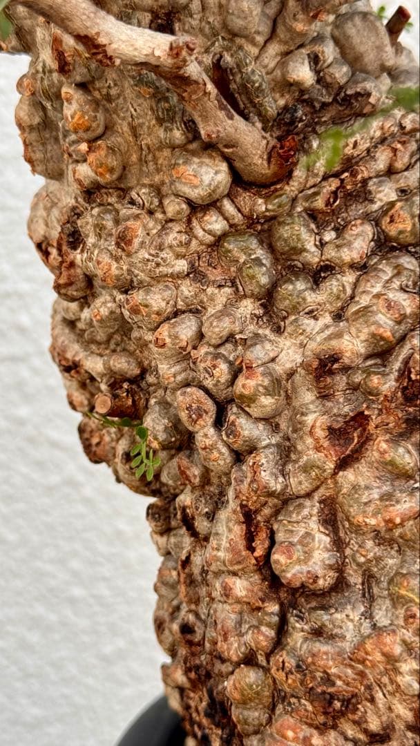 オペルクリカリア　パキプス　発根済み　パツパツ　かなりのボコ肌　重量も凄い