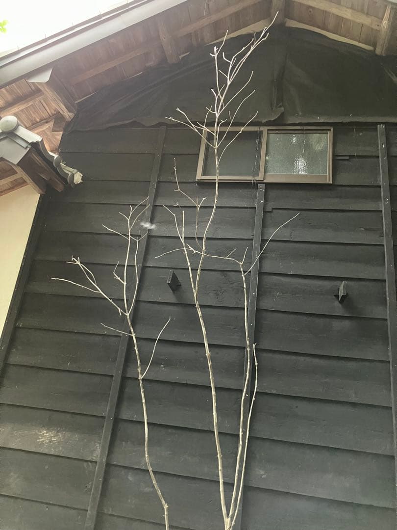 84 山採り　アオダモ