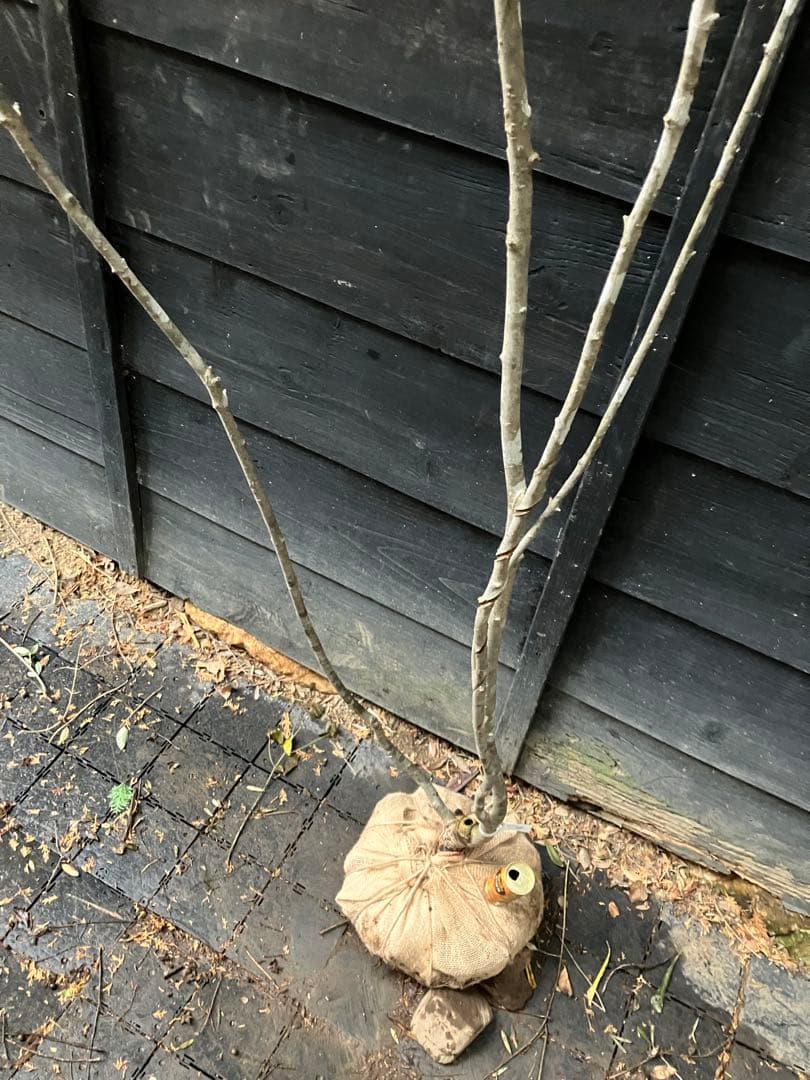 84 山採り　アオダモ