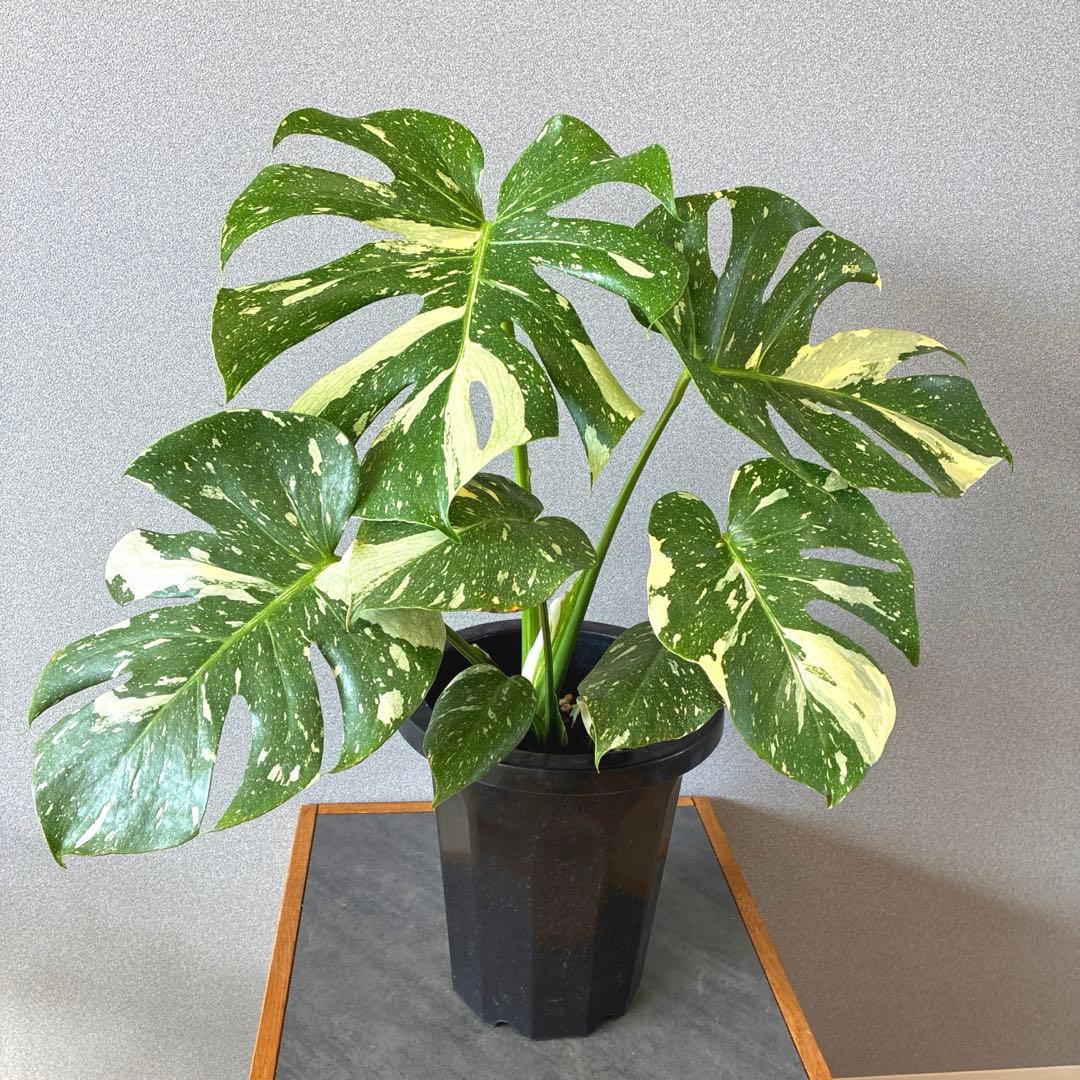超希少❗️美株❗️サイズ大❗️モンステラ　タイコンステレーション✨