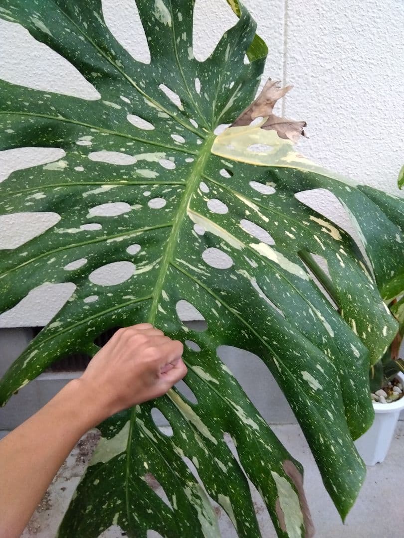 モンステラ　デリシオーサ　タイコンステレーション　斑入り　７号鉢つき　超大葉❗③