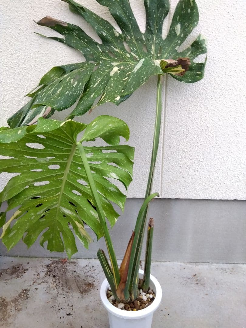 モンステラ　デリシオーサ　タイコンステレーション　斑入り　７号鉢つき　超大葉❗③