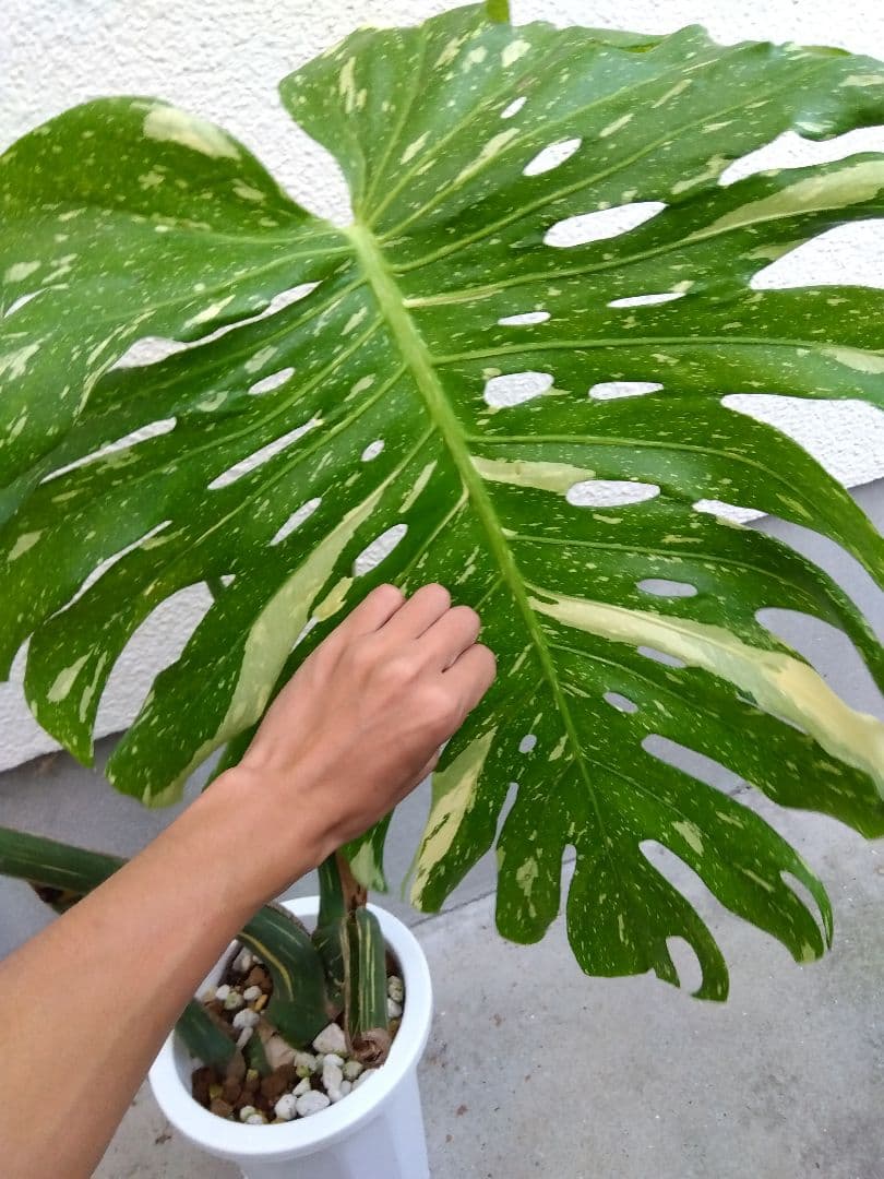 モンステラ　デリシオーサ　タイコンステレーション　斑入り　７号鉢つき　超大葉❗③