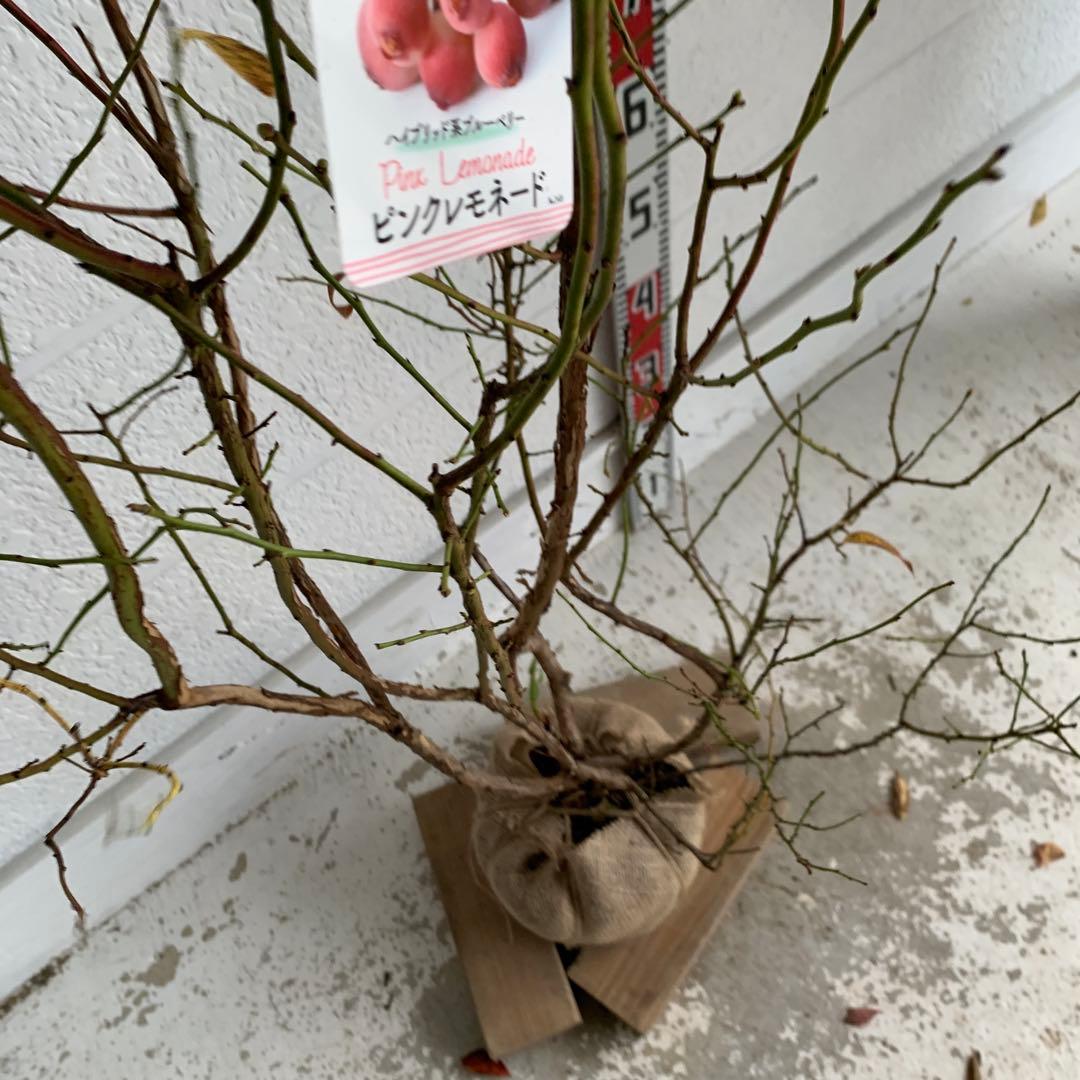 ピンクの実　ブルーベリー　ピンクレモネード　苗木/果樹苗/果物　85