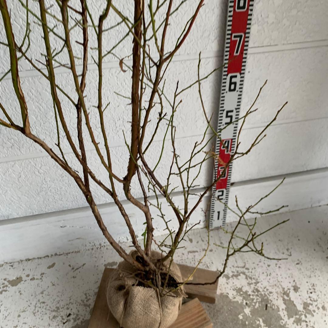 ピンクの実　ブルーベリー　ピンクレモネード　苗木/果樹苗/果物　85