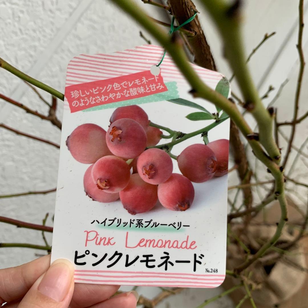 ピンクの実　ブルーベリー　ピンクレモネード　苗木/果樹苗/果物　85