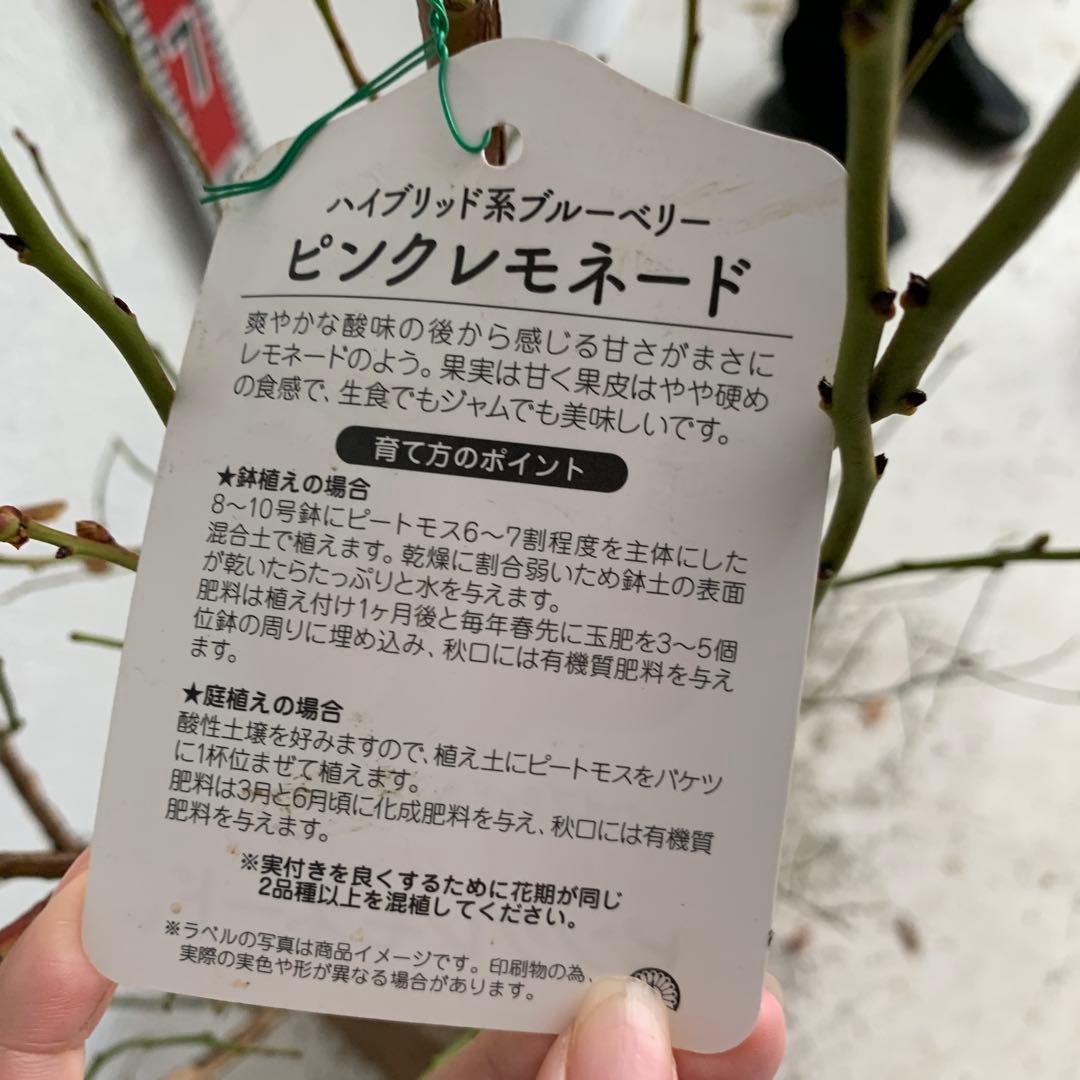 ピンクの実　ブルーベリー　ピンクレモネード　苗木/果樹苗/果物　85