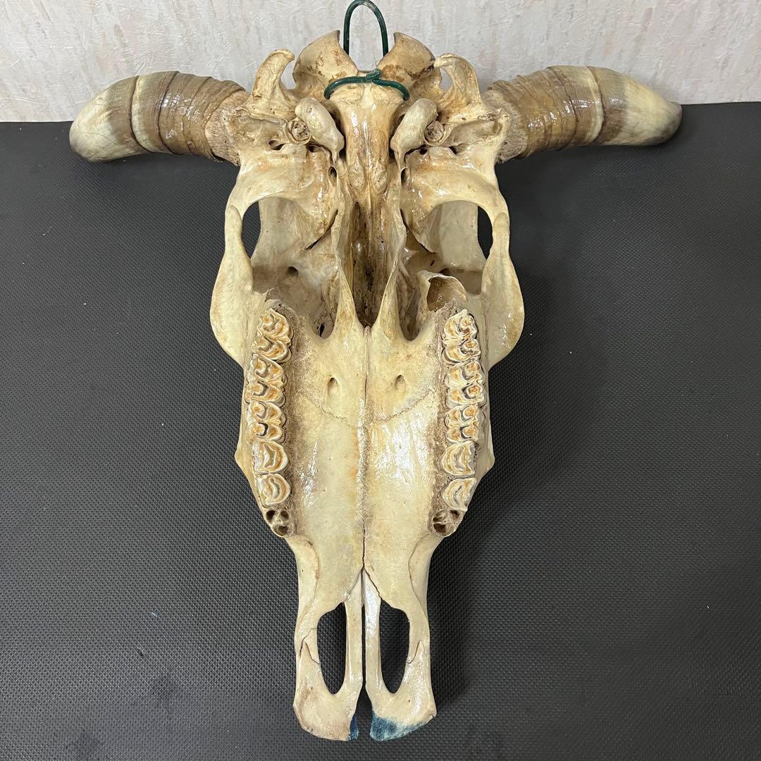 希少品 ヴィンテージ　ビッグサイズ　スカルヘッド　バッファロースカル