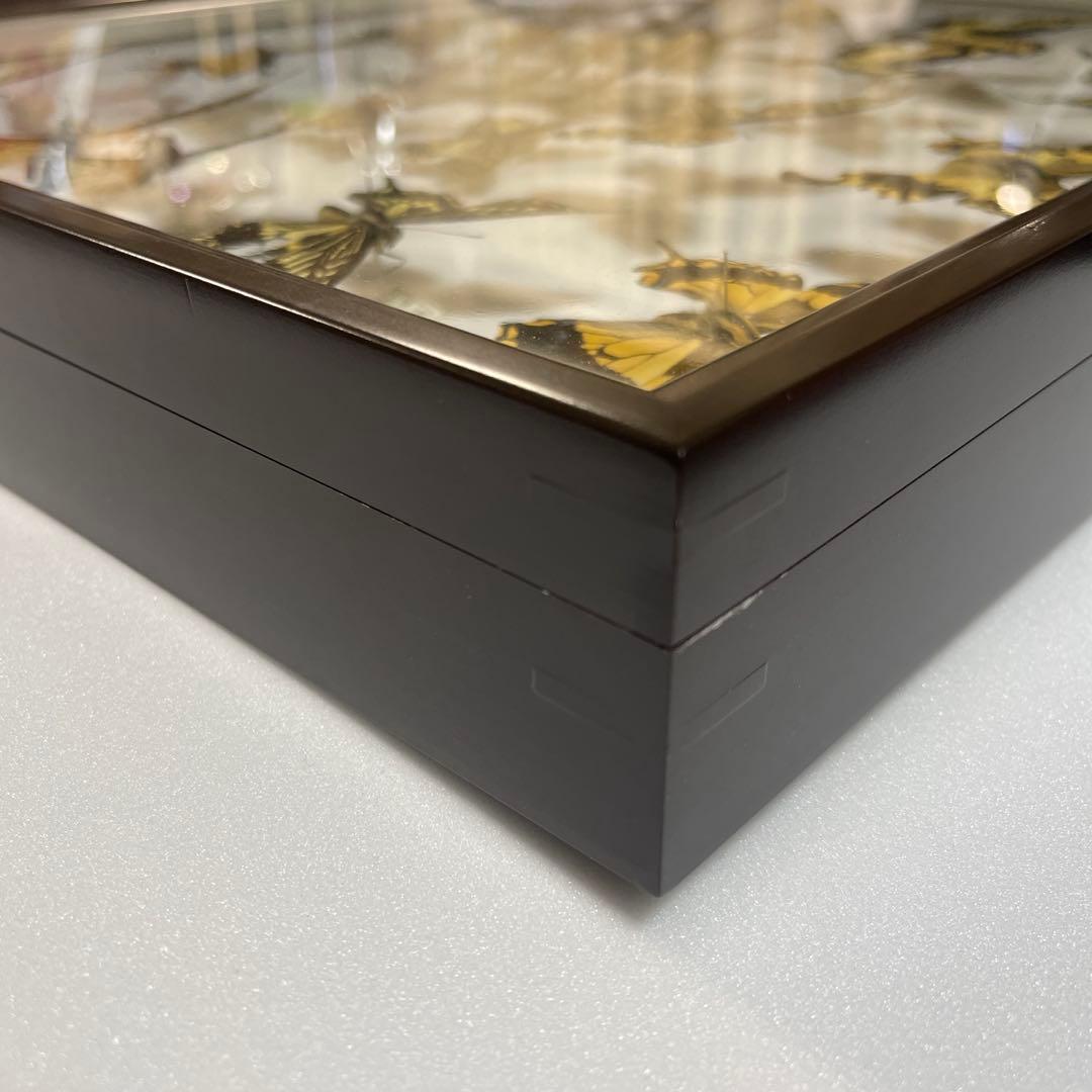 アゲハ蝶 UVドイツ標本箱セット