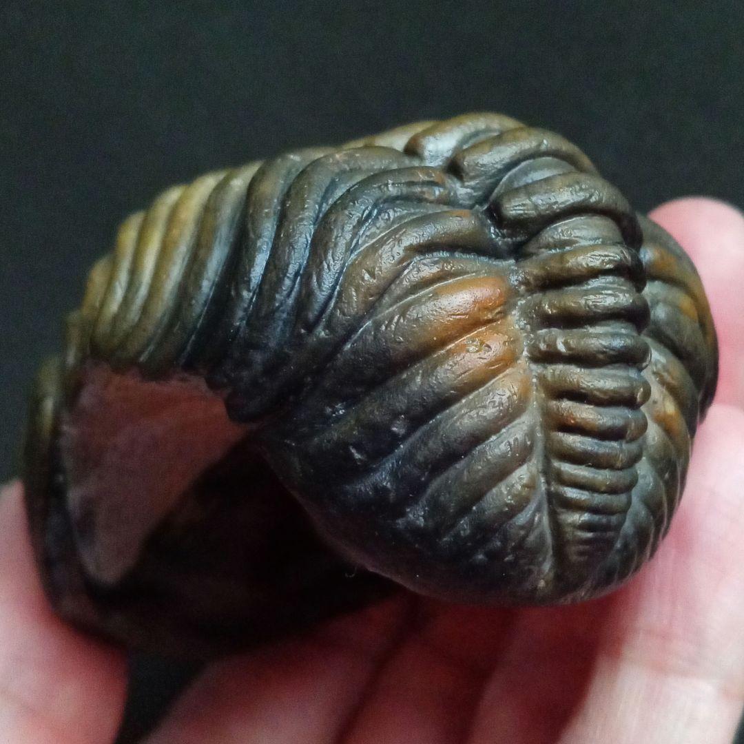 ジャイアントファコプス　超大型種　極美麗　ハイポストーマ有り　極めて希少　特級