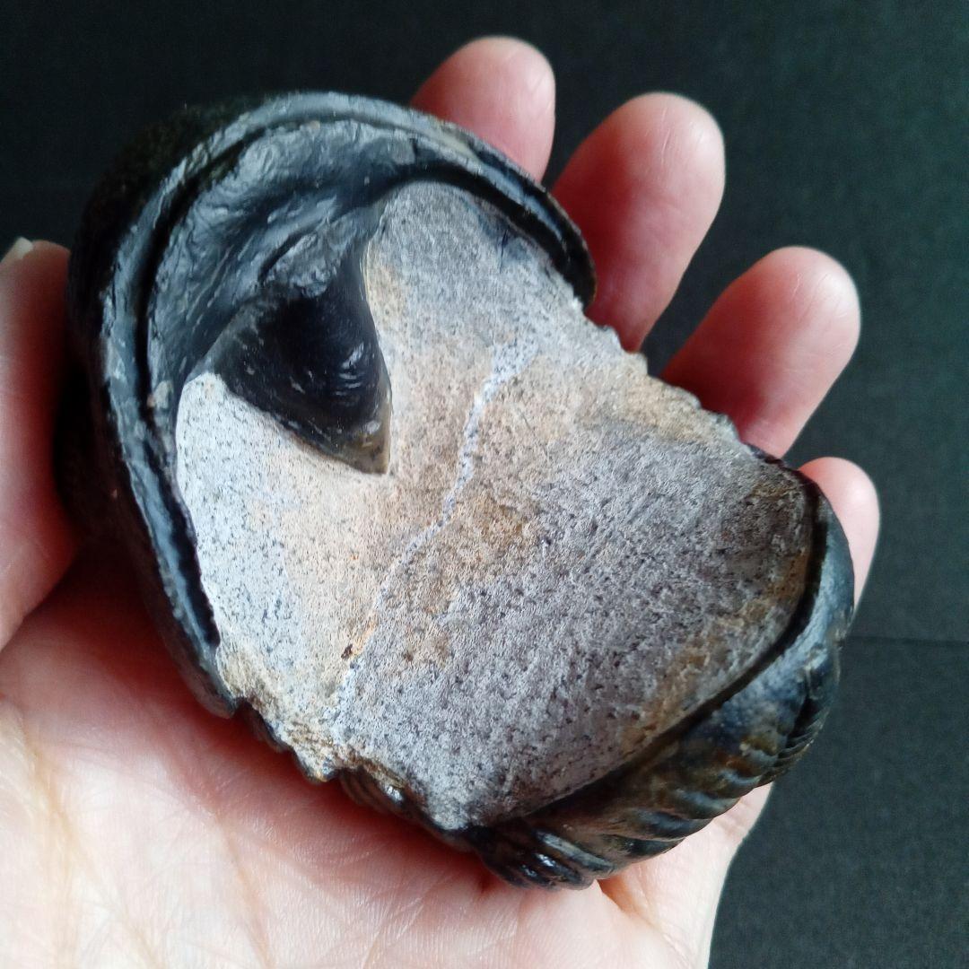 ジャイアントファコプス　超大型種　極美麗　ハイポストーマ有り　極めて希少　特級