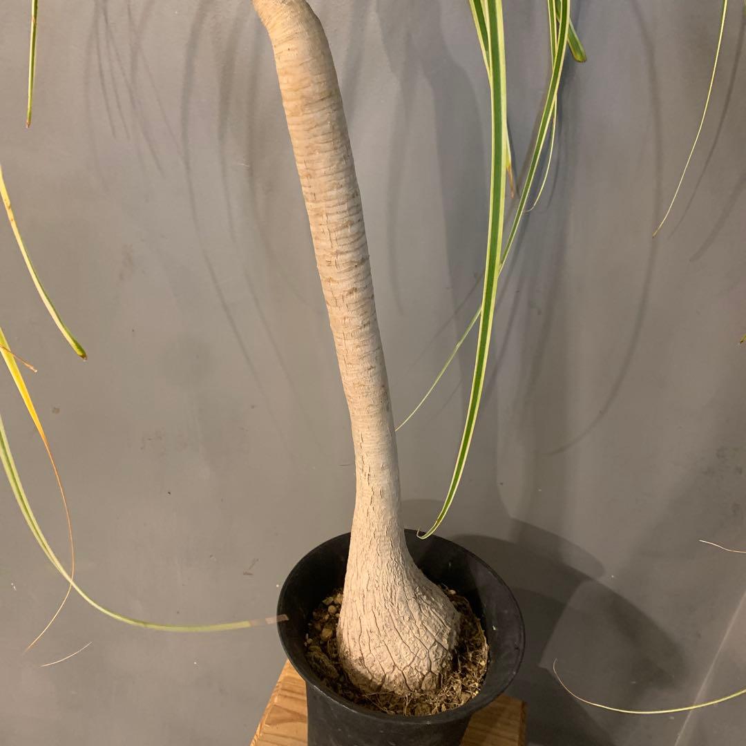 希少 斑入 トックリラン ノリナ ポニーテール 3