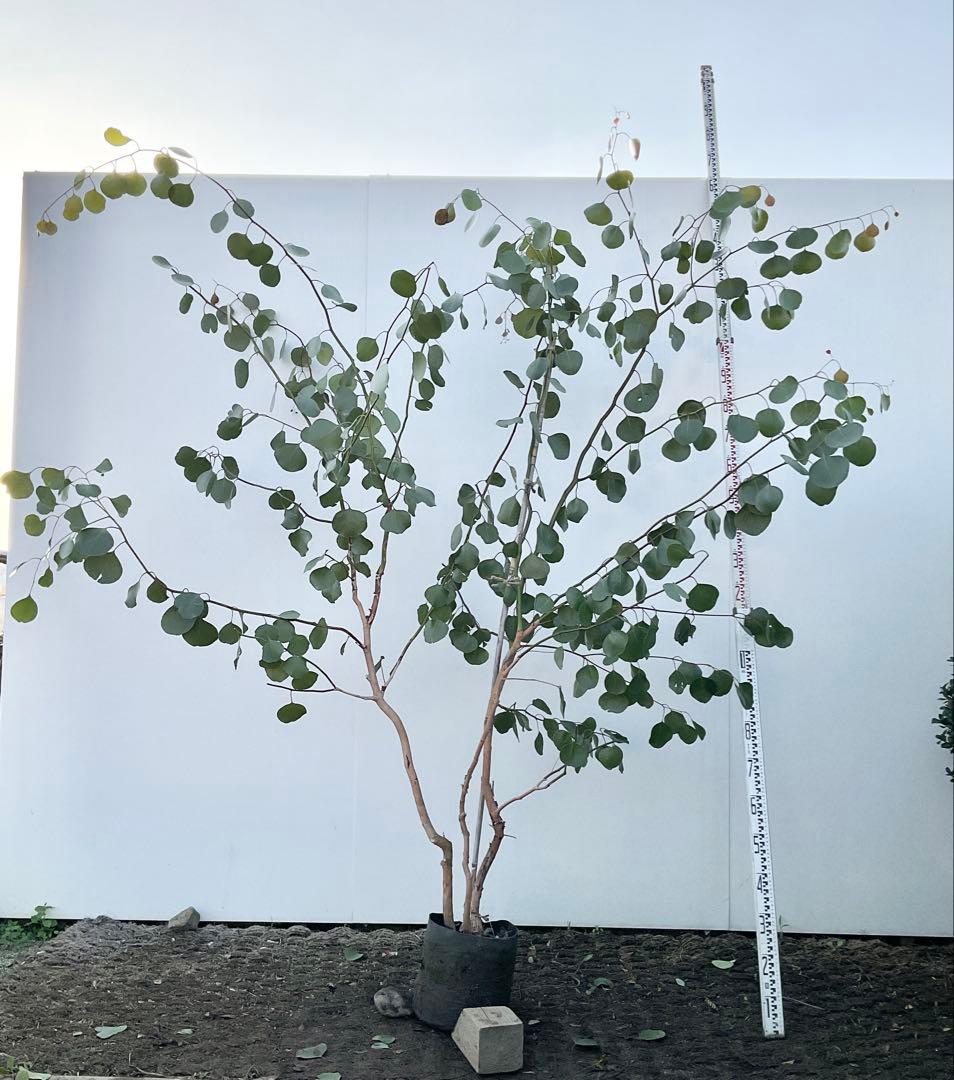 ポポラス　株立ち　/ 729