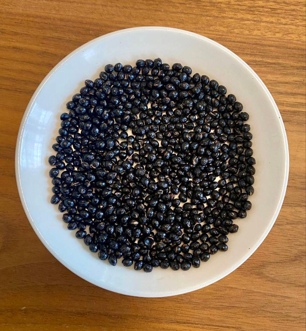 埼玉県産無農薬の朝倉山椒の種　2000粒（栽培用）