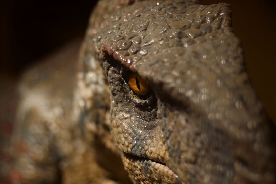 【美品】Leica Elmarit-M 90mm f2.8 組み込みフード