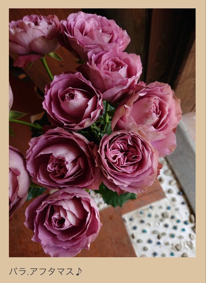 カッコイイ薔薇