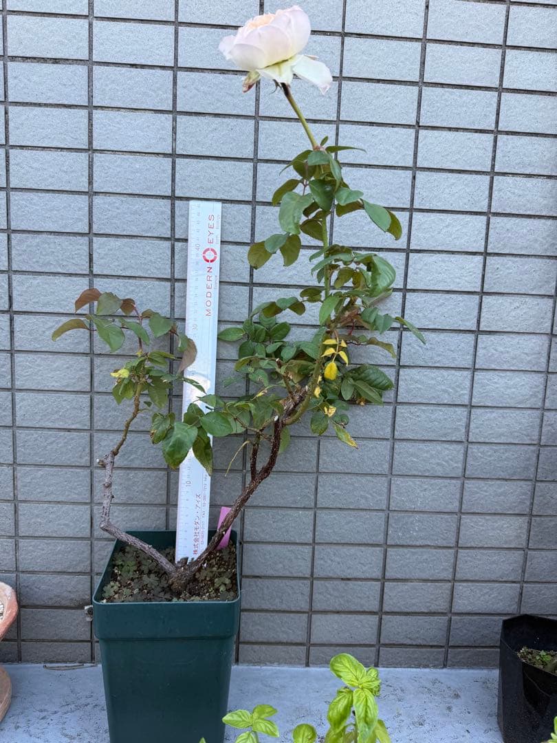 カッコイイ薔薇