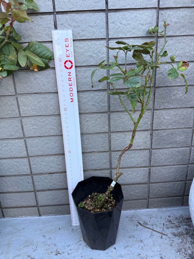 カッコイイ薔薇