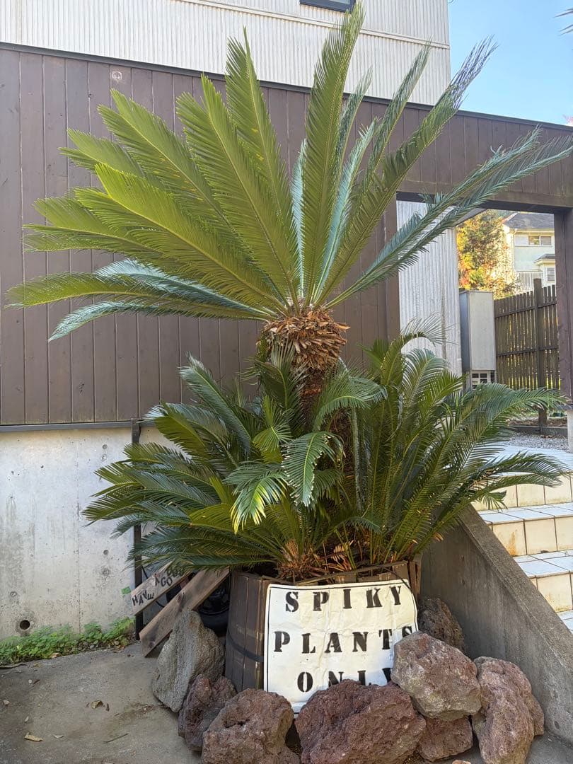 引き取りのみソテツ大株◇ドライガーデン南国リゾート島アガベ ユッカ　ヤシ西海岸