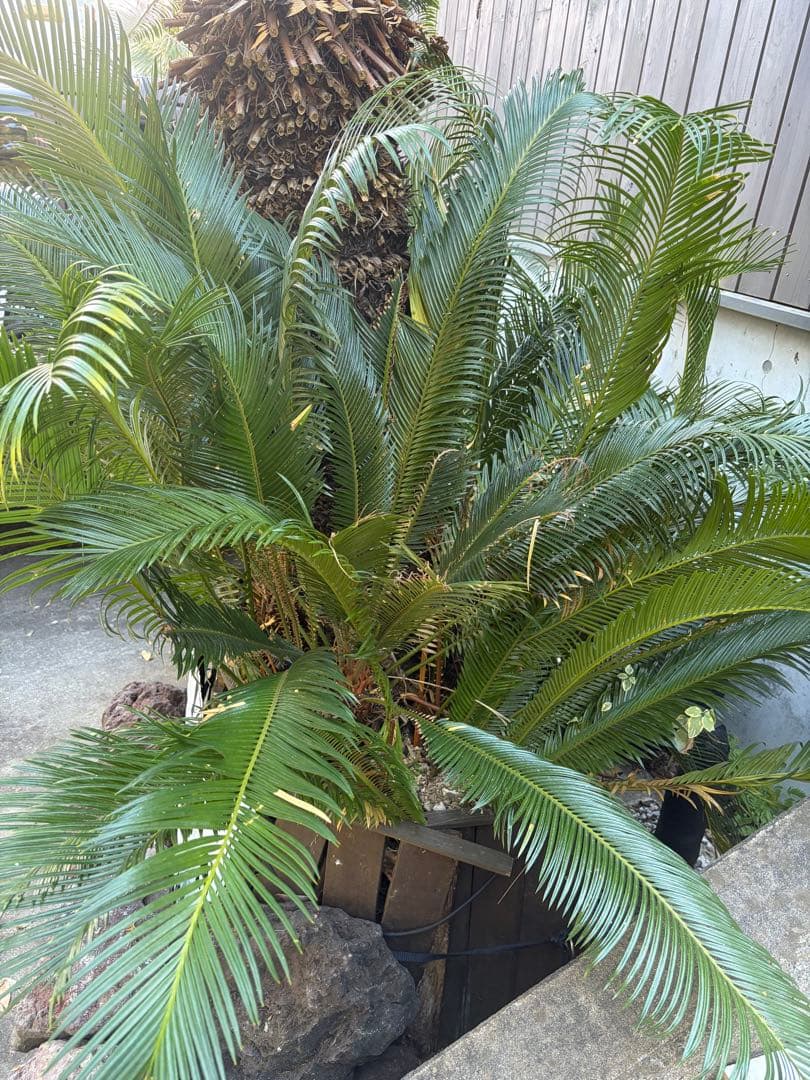 引き取りのみソテツ大株◇ドライガーデン南国リゾート島アガベ ユッカ　ヤシ西海岸