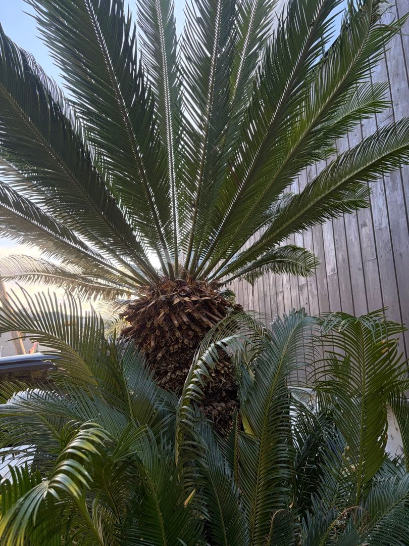 引き取りのみソテツ大株◇ドライガーデン南国リゾート島アガベ ユッカ　ヤシ西海岸