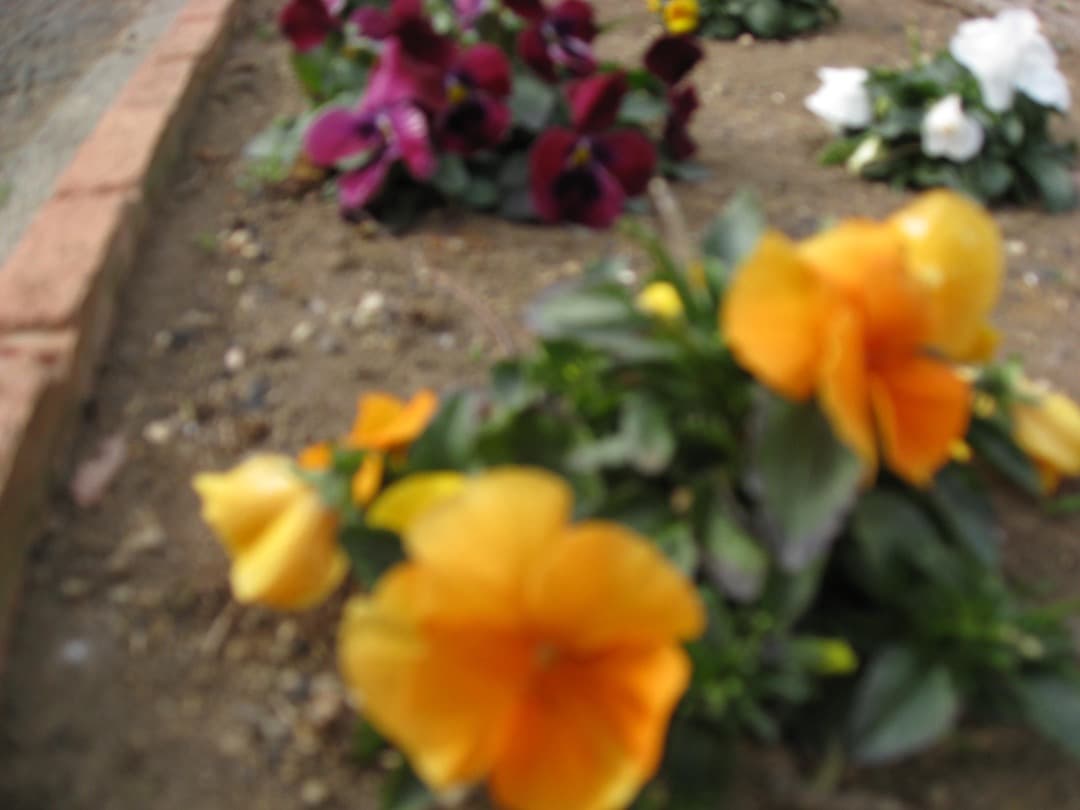 撮影可⭕️訳あり【動作確認済み】Canon IXY DIGITAL 810IS