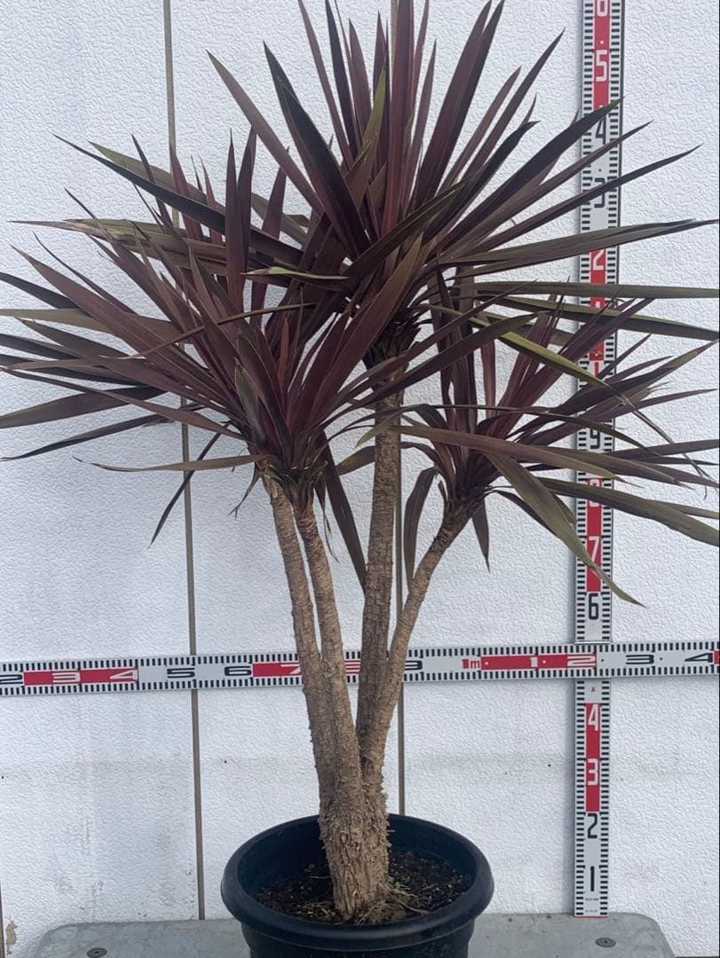 コルジネリ　ドラセナ　　レッドスター　パニ★ページ