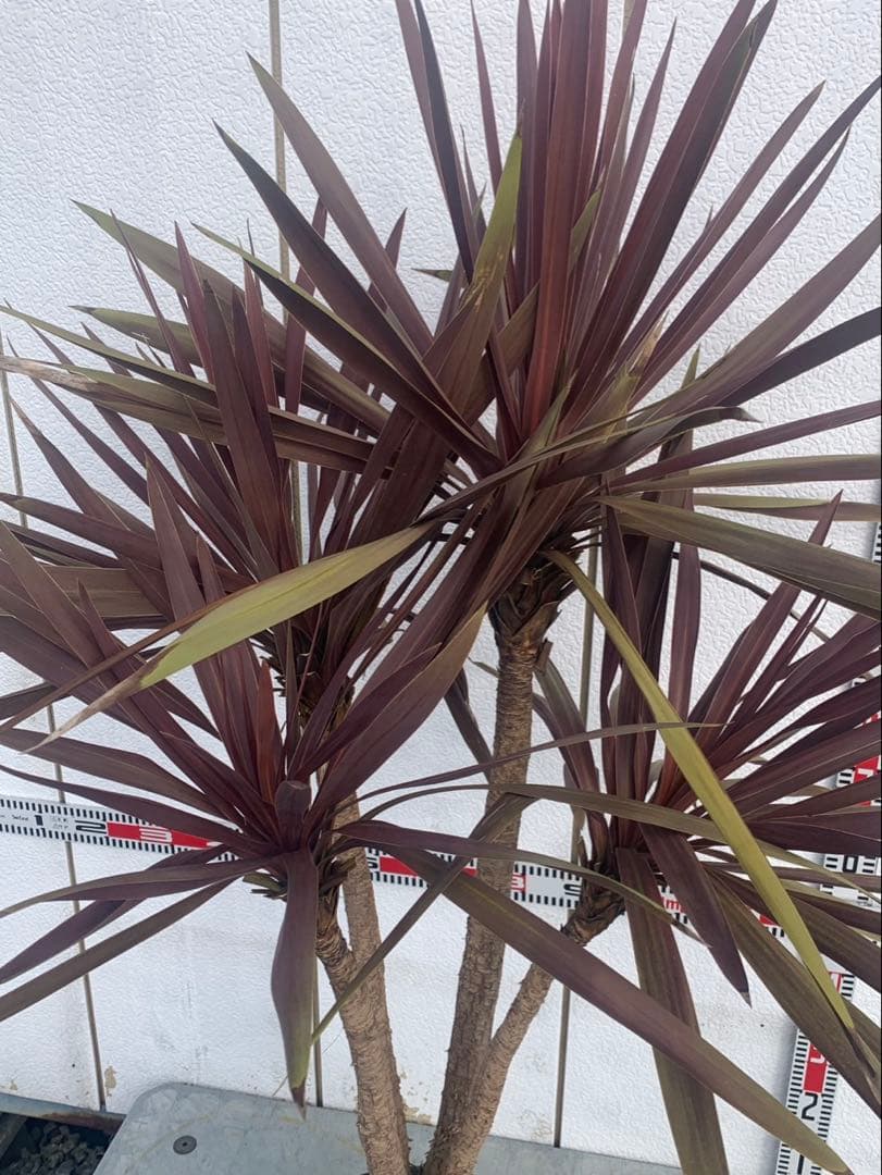 コルジネリ　ドラセナ　　レッドスター　パニ★ページ