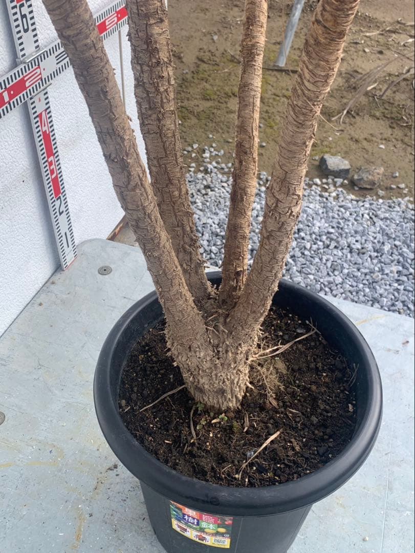 コルジネリ　ドラセナ　　レッドスター　パニ★ページ