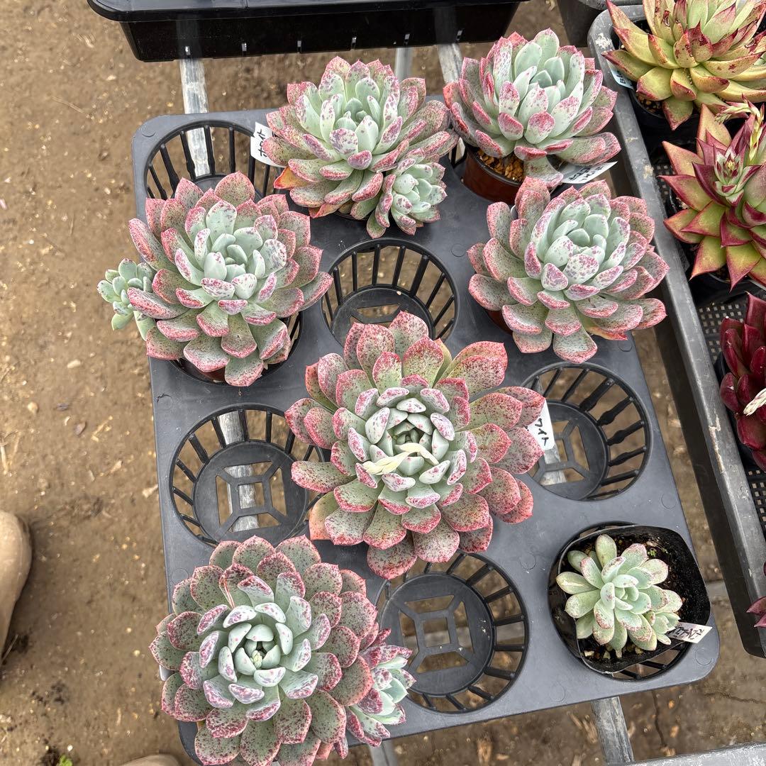 4 ホワイトビアンテ 特大 カット苗 多肉植物