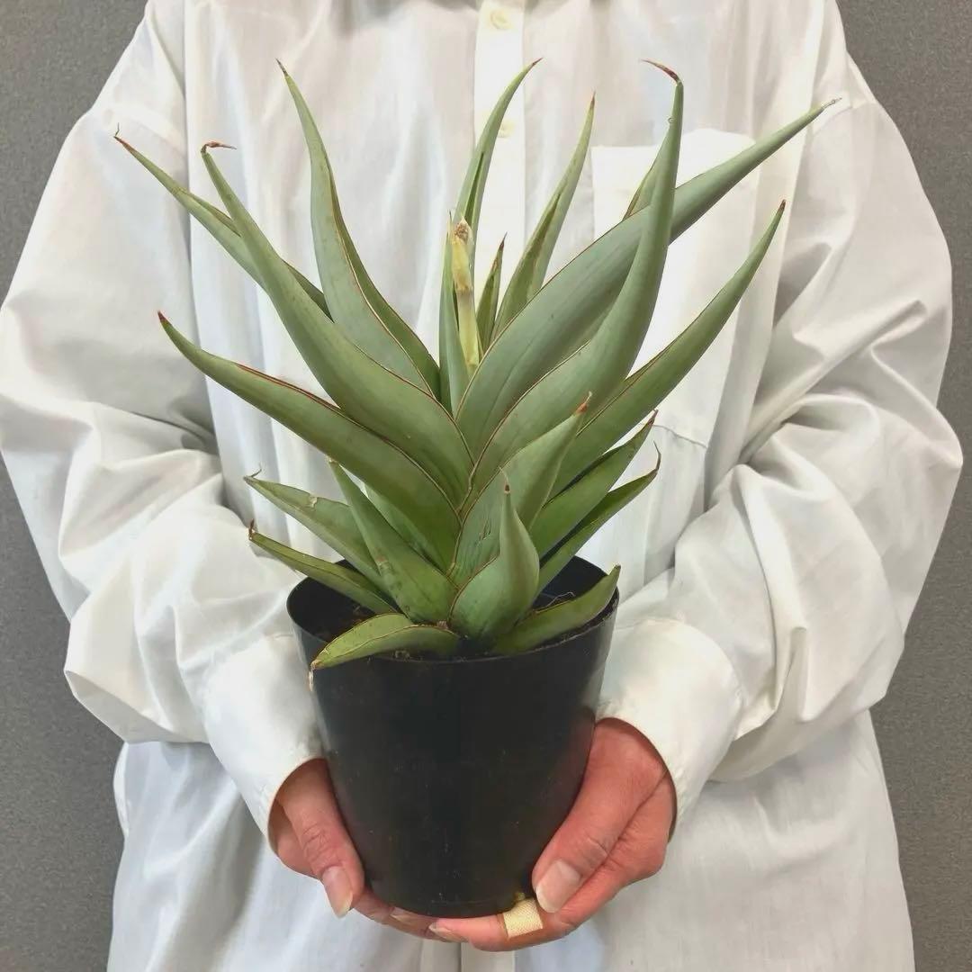 超絶希少❗️サンスベリア　バイビット✨