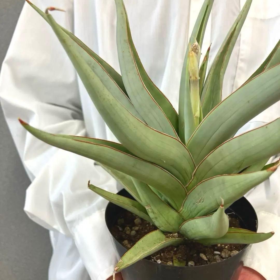 超絶希少❗️サンスベリア　バイビット✨