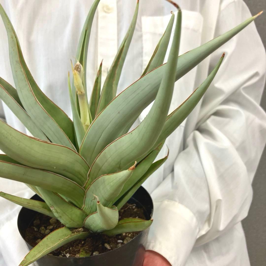 超絶希少❗️サンスベリア　バイビット✨