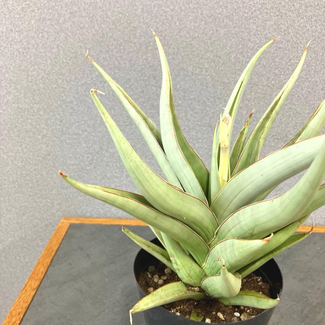 超絶希少❗️サンスベリア　バイビット✨