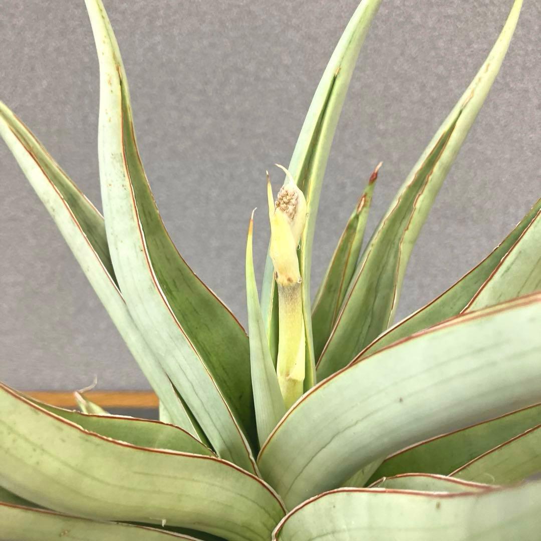 超絶希少❗️サンスベリア　バイビット✨